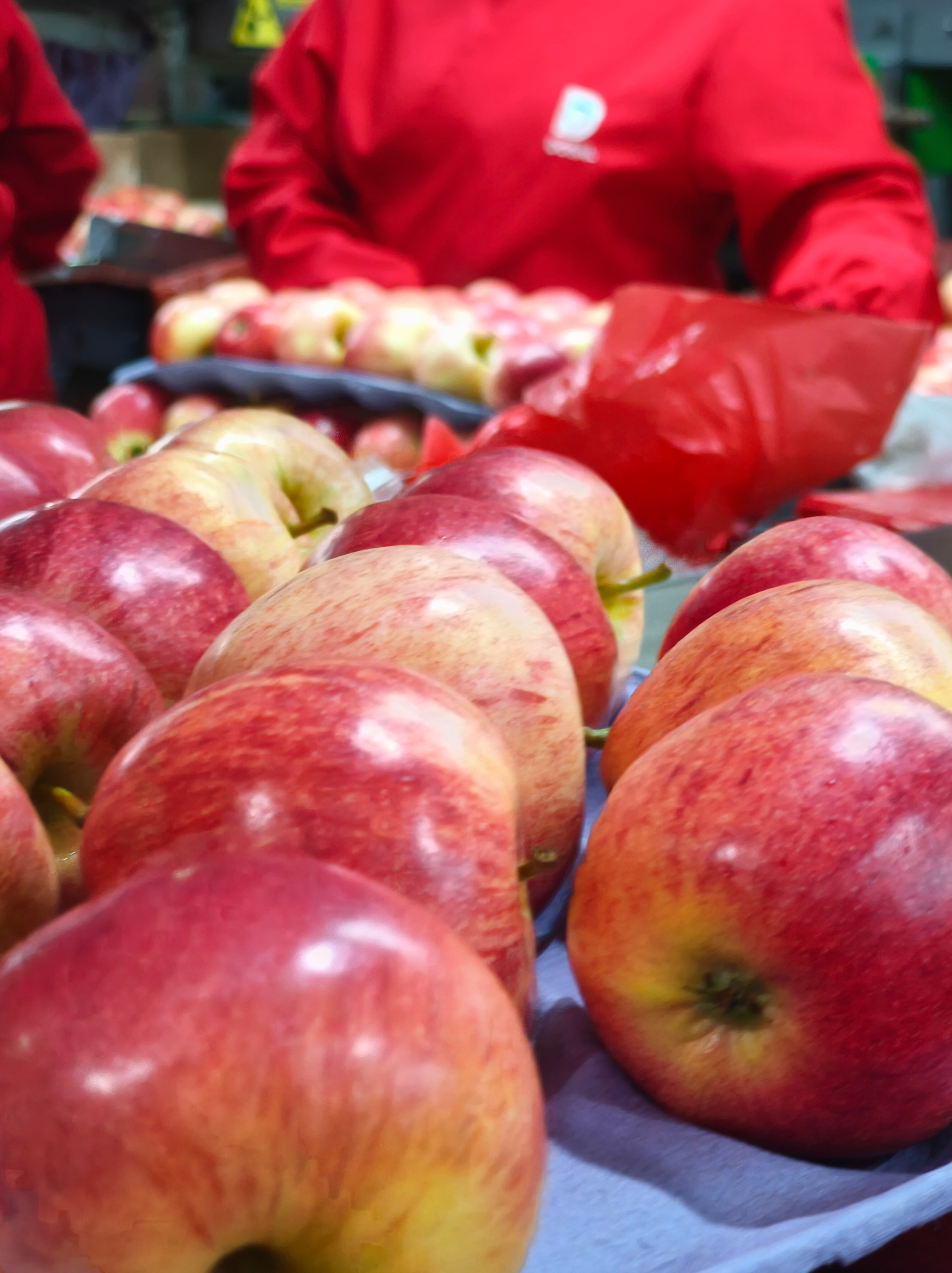 Packing Manzanas dosal