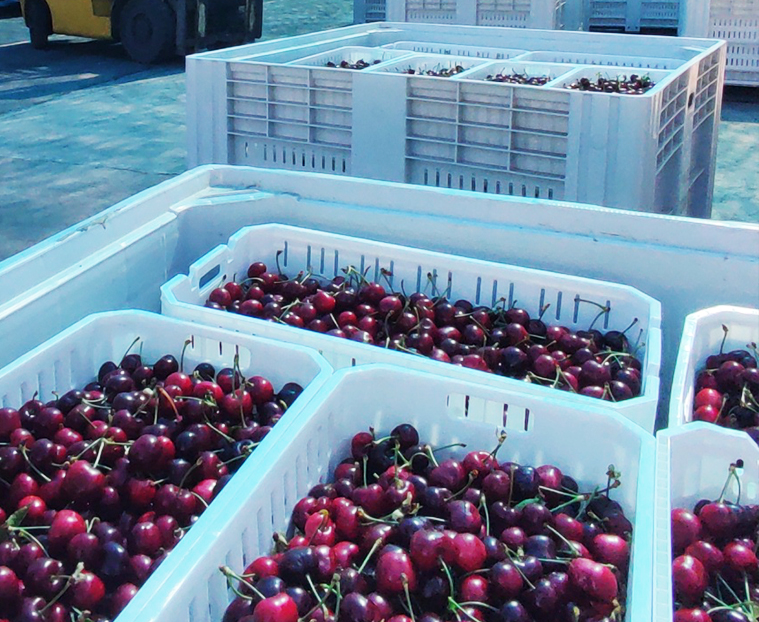 Recepción de la Fruta dosal manzanas