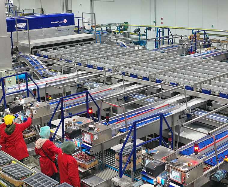 Selección de la Fruta packing dosal